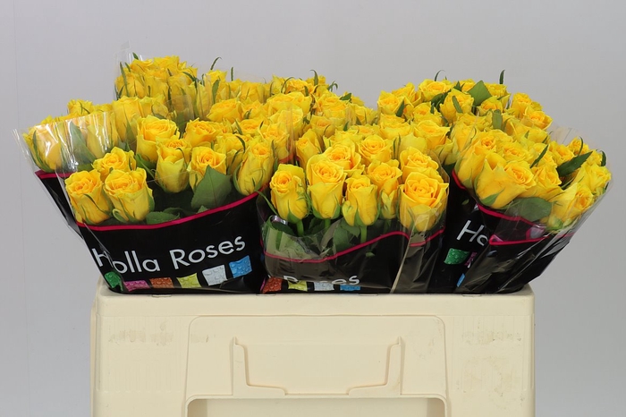 <h4>Rosa Gr Jackpot+</h4>