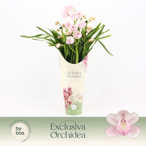 Cymbidium, Pink Bell 3-spike P14 'Exclusiva Orchidea' Potcover