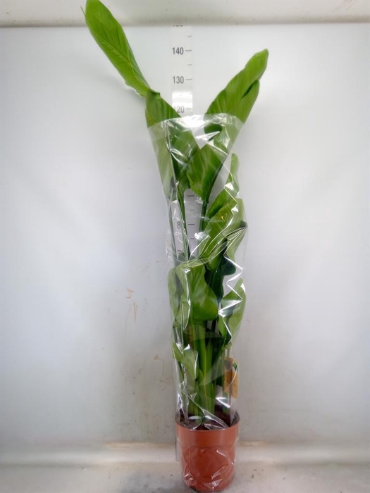 <h4>Strelitzia nicolai</h4>