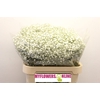 Gyps Pa Cosmic White 80cm 750 gr EC