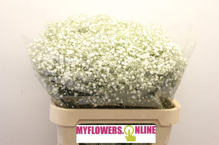 Gyps Pa Cosmic White 80cm 750 gr EC