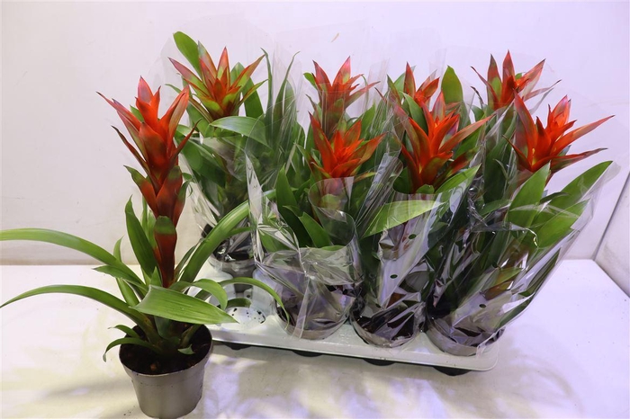 <h4>Guzm Amoretto</h4>