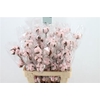 Katoen Cotton Light Pink 6 Head