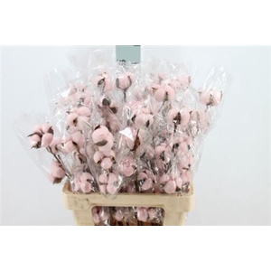Katoen Cotton Light Pink 6 Head