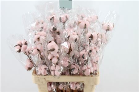 Katoen Cotton Light Pink 6 Head