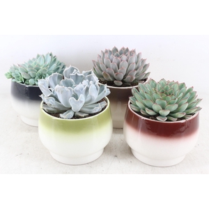 arr3 OV - Ker. Amalfi x4