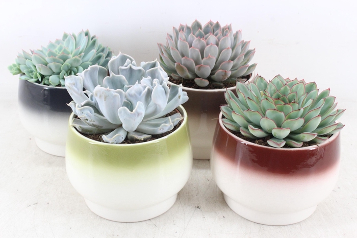 <h4>arr3 OV - Ker. Amalfi x4</h4>