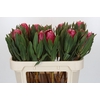 Protea Brenda