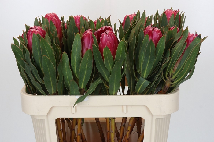 <h4>Protea Brenda</h4>