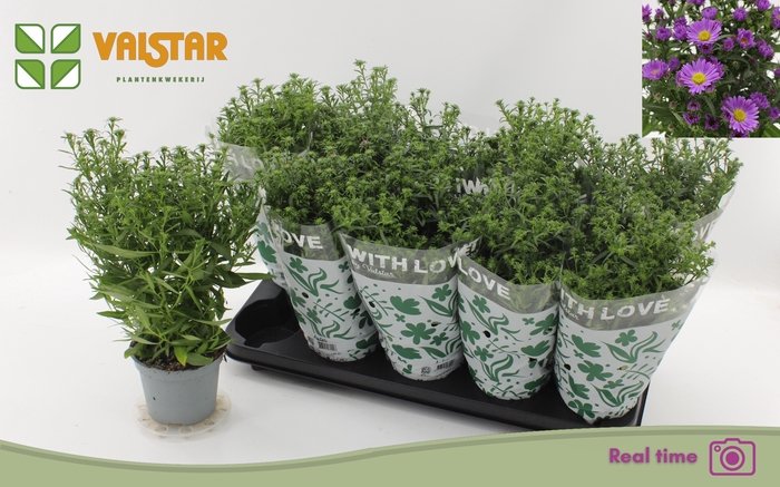 <h4>ASTE STARL GEM</h4>