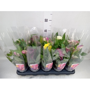 Zantedeschia   ...mix