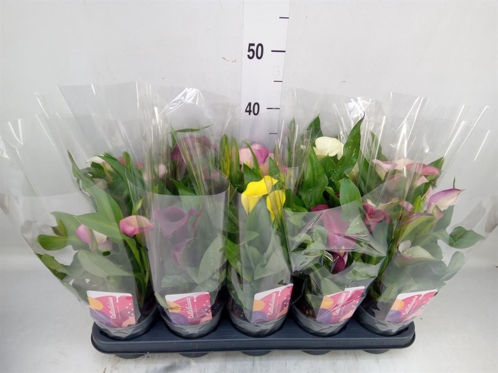 <h4>Zantedeschia   ...mix</h4>