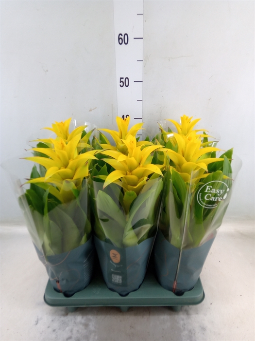 <h4>Guzmania  'Diana'</h4>