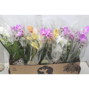 PHALAENOPSIS CORACAO P12