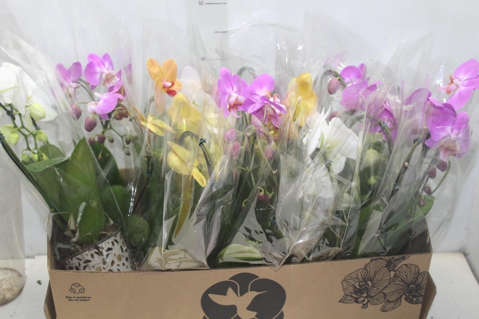 <h4>PHALAENOPSIS CORACAO P12</h4>