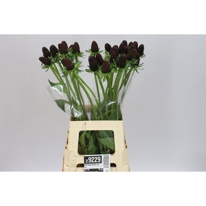 Echinacea Black Nipple