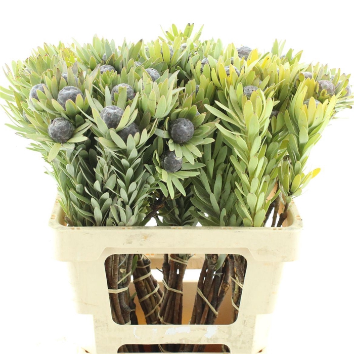 <h4>Leucad Pubescens</h4>