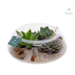 Arr.  Succulents H%