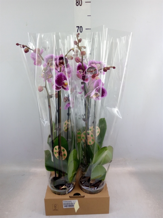 <h4>Phalaenopsis   ...</h4>