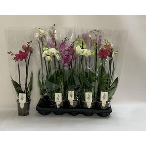 PHAL GEM