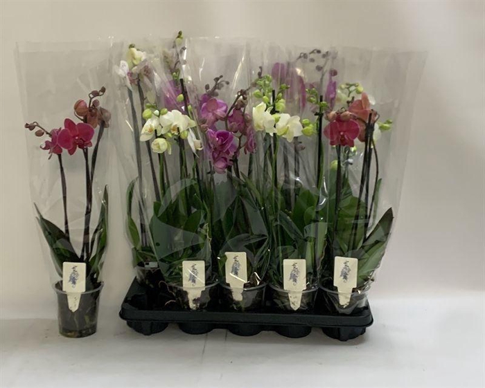 <h4>PHAL GEM</h4>