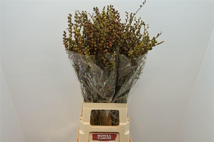 <h4>CROCOSM BES LUCIFER</h4>