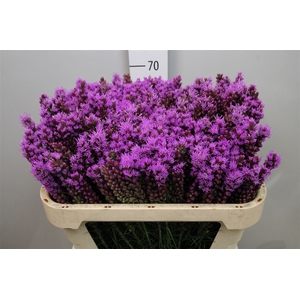 Liatris Callilepis