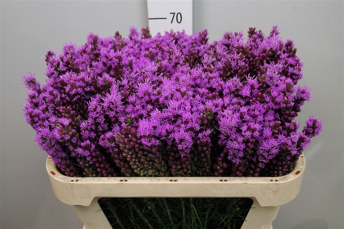 <h4>Liatris Callilepis</h4>