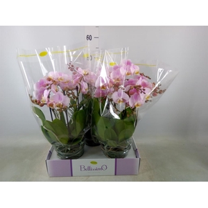 Phalaenopsis multi.   ...rose