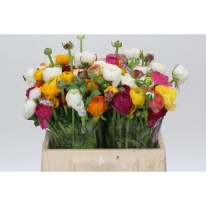 Ranunculus Elegance Rainbow Extra