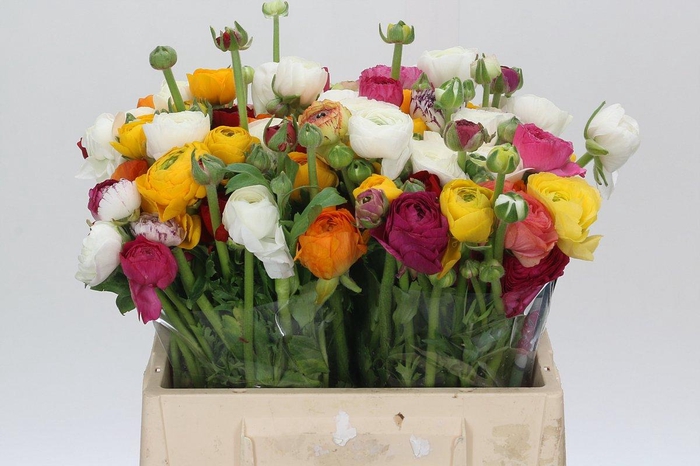 <h4>Ranunculus Elegance Rainbow Extra</h4>