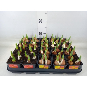 Tulipa DU 'Baby'   ...mix