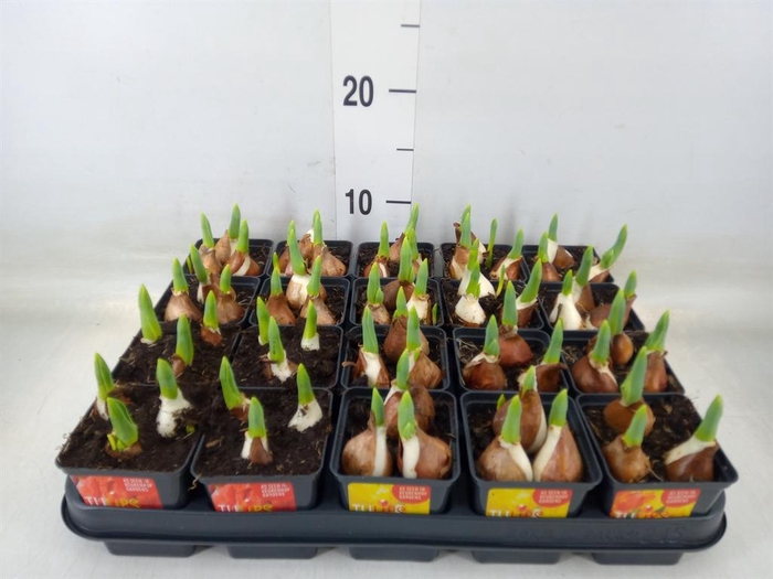 <h4>Tulipa DU 'Baby'   ...mix</h4>