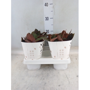 Ludisia discolor