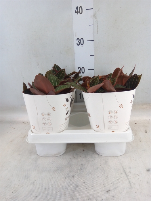 <h4>Ludisia discolor</h4>