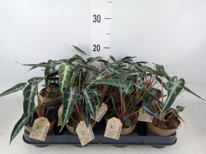 <h4>Alocasia   ...</h4>