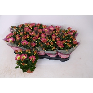 CHRYS BREEZE PINK