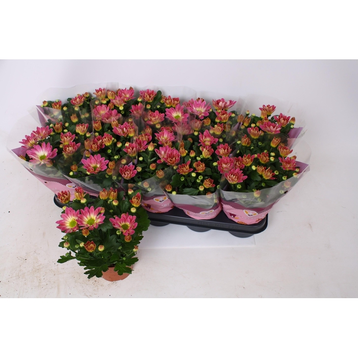 <h4>CHRYS BREEZE PINK</h4>