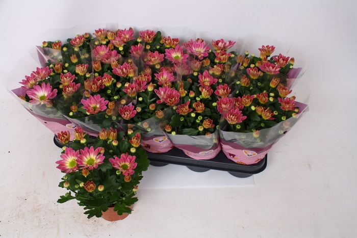 CHRYS BREEZE PINK
