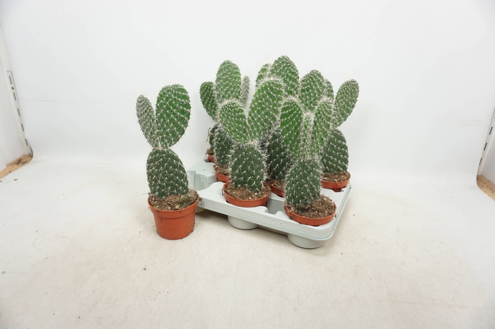 <h4>OPUNTIA</h4>