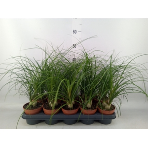 Nolina recurvata   ...
