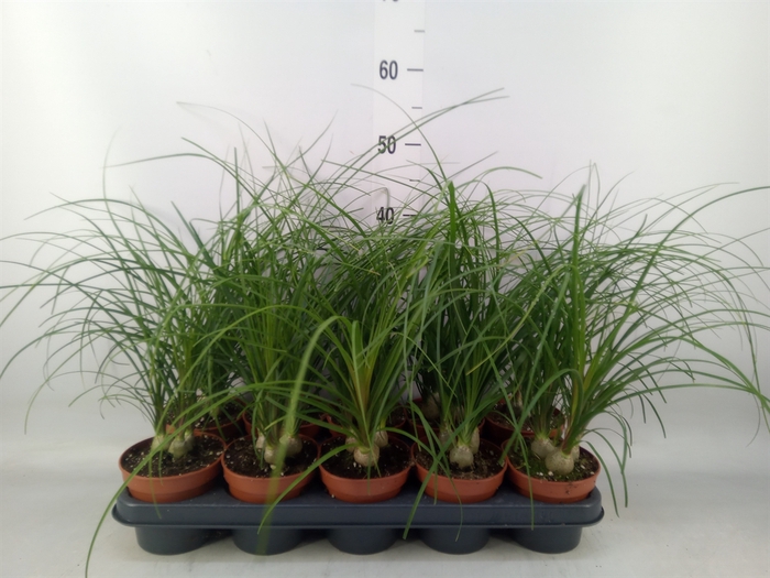 <h4>Nolina recurvata   ...</h4>
