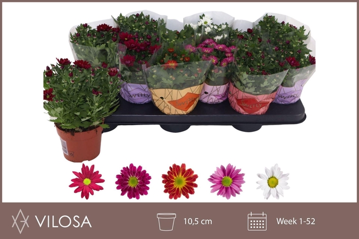 <h4>Chrysanthemum Swifty gemengd</h4>