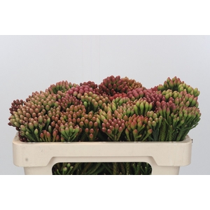Kaaps Groen Red Brunia