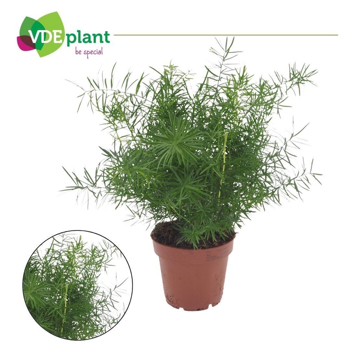 <h4>Asparagus Mazeppa 12cm</h4>