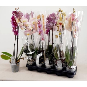 PHAL GEM