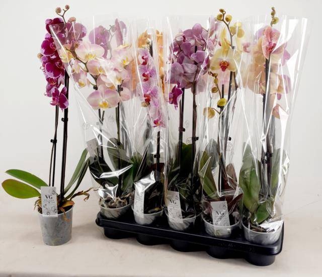 <h4>PHAL GEM</h4>