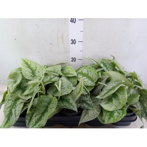 Scindapsus pictus 'Trebie'