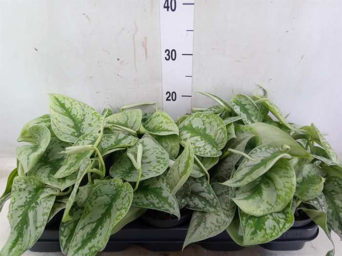 <h4>Scindapsus pictus 'Trebie'</h4>