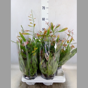 Rhipsalis   ...